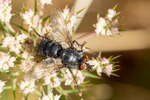 Panzeria sp.