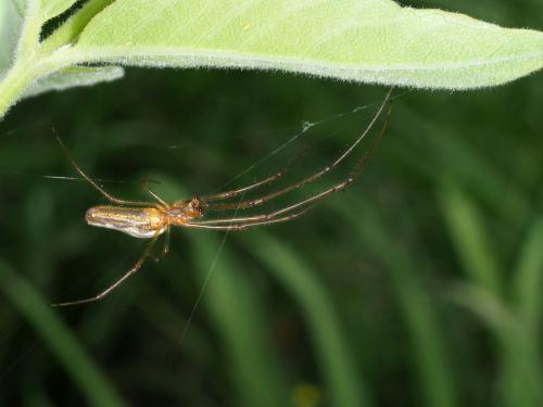 Tetragnatha montana