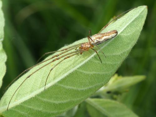 Tetragnatha montana