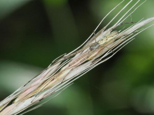 Réf. 271 218 : Tetragnatha sp.