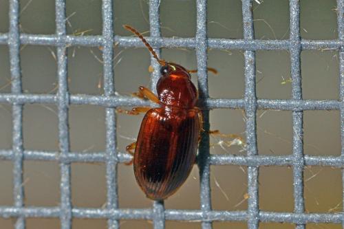 Réf. 271 223 : Bradycellus verbasci