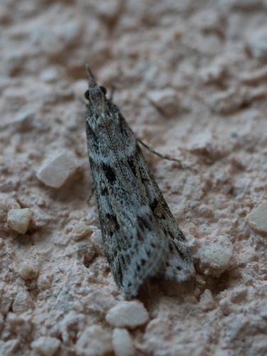 Réf. 271 133 : Eudonia angustea