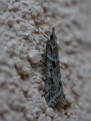 Réf. 271 132 : Eudonia angustea
