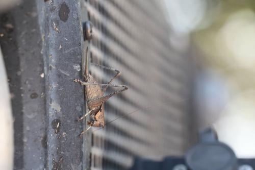 Antaxius florezi