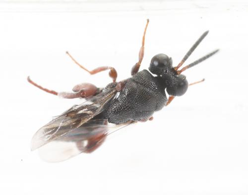 Réf. 271 340 : Antrocephalus hypsopygiae