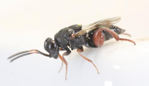 Réf. 271 327 : Antrocephalus hypsopygiae