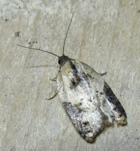 Réf. 271 257 : Acleris sp.