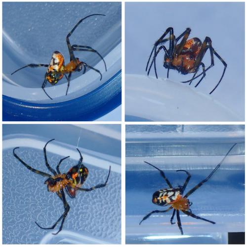 Opadometa fastigata
