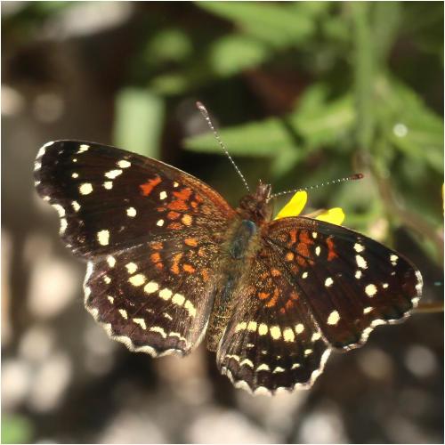 Anthanassa texana