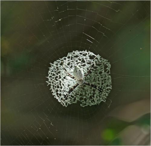 Réf. 271 281 : Argiope submaronica