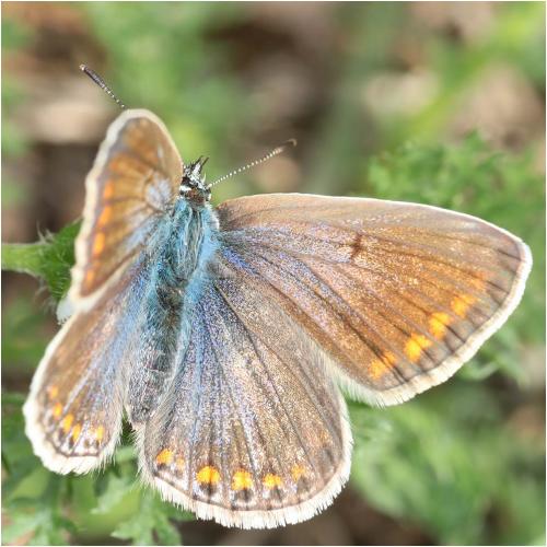 Réf. 271 509 : Polyommatus icarus