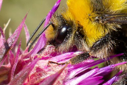 Bombus sp.