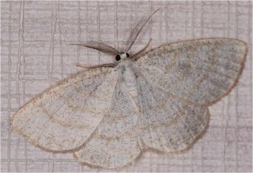 Réf. 271 719 : Cabera exanthemata