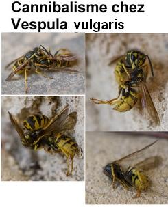 Vespula germanica
