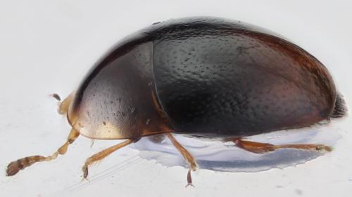 Corylophus cassidoides
