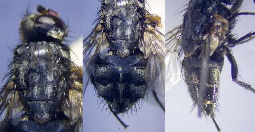 Réf. 271 378 : Muscina prolapsa