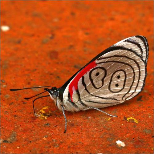 Diaethria euclides