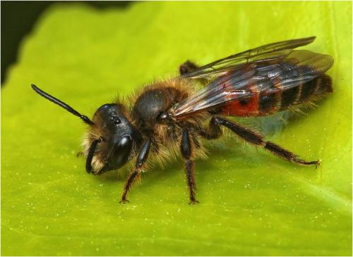 Andrena florea