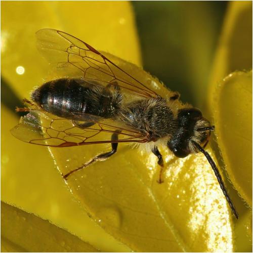 Andrena sp.