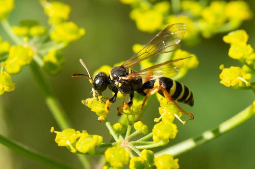 Gorytes quinquecinctus