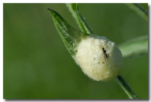 Réf. 271 295 : Microgastrinae inconnu