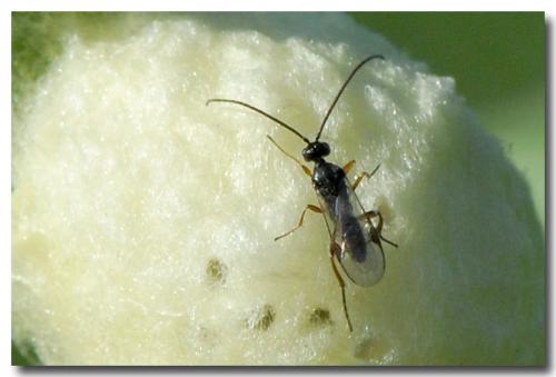 Réf. 271 296 : Microgastrinae inconnu