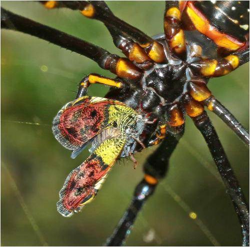 Ricanula sp.