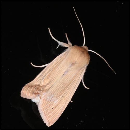 Réf. 271 523 : Mythimna pallens