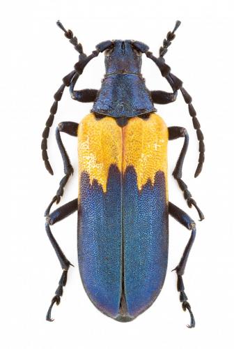Desmocerus palliatus