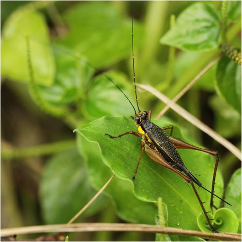 Nisitrus vittatus