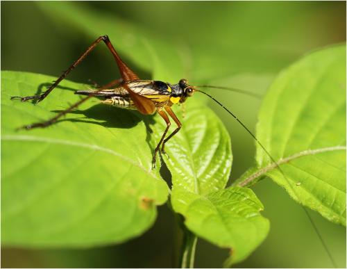 Nisitrus vittatus