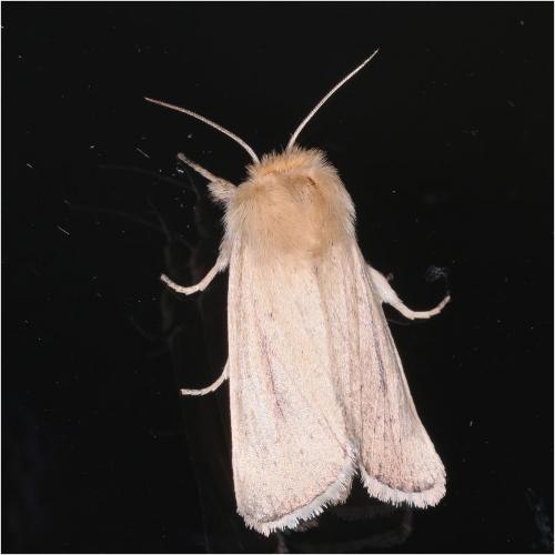 Réf. 271 484 : Sesamia nonagrioides