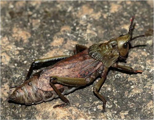 Dictyophorus griseus