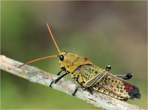Taeniopoda varipennis