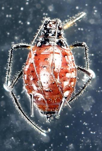 Uroleucon taraxaci