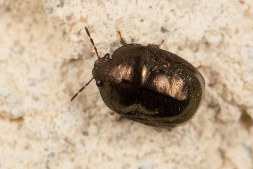 Thyreocoris fulvipennis