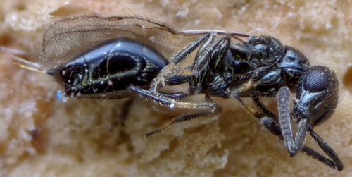 Réf. 271 224 : Spalangia erythromera