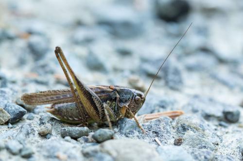 Réf. 271 690 : Platycleis albopunctata albopunctata