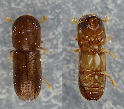 Xyleborinus saxesenii