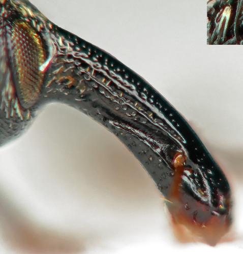 Réf. 271 093 : Hypera meles