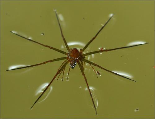 Thaumasia sp.