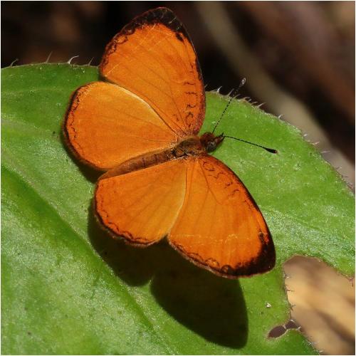 Tegosa sp.