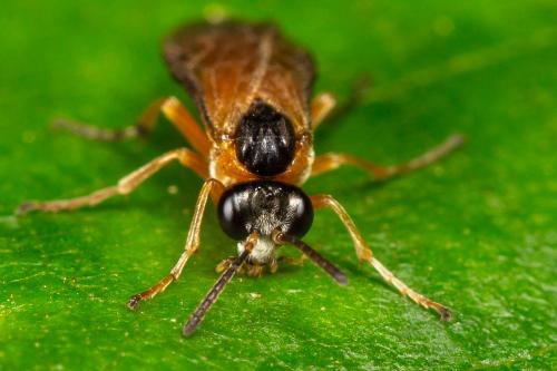 Athalia circularis