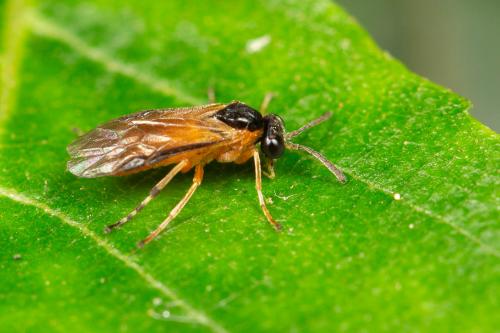 Athalia circularis