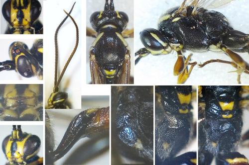 Réf. 271 753 : Ichneumonini inconnu