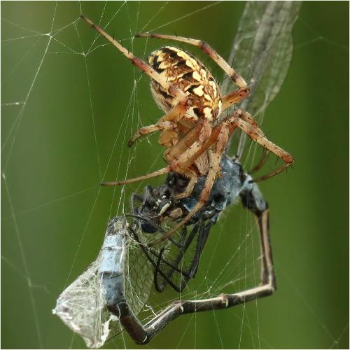 Réf. 271 726 : Neoscona adianta