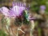 271072 – Photo : Andre Astric – France (68)