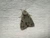 271361 – Photo : Andre Astric – France (68)