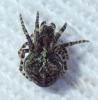 271052 – Photo : Arthropa - Benoit Martha – France (71)