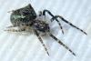 271054 – Photo : Arthropa - Benoit Martha – France (71)